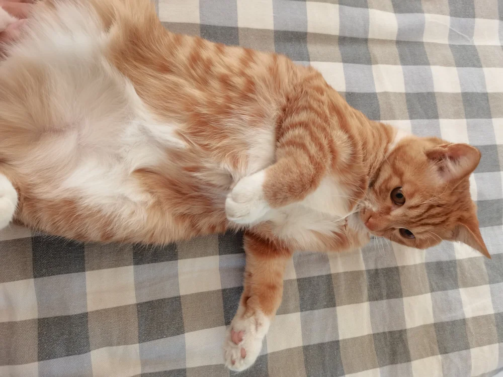 Sala de chat offline de doong-oyan6