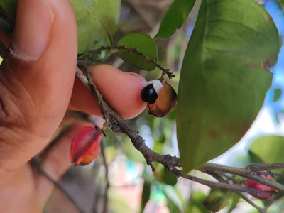 Sensasao22 Male Smallaudience Webcam Porn