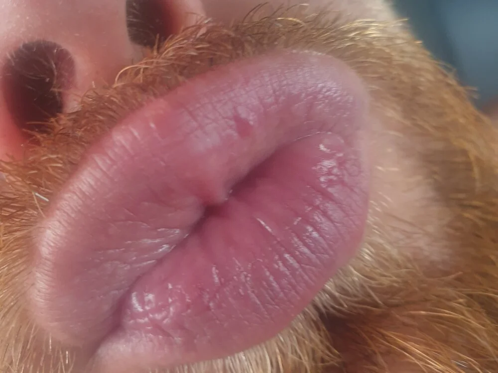 Calabreseporco 오프라인 XXX 채팅