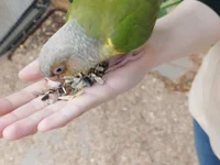 Ketrin_Jones's webcam live show