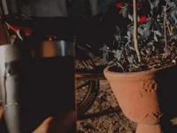 eo_novinho