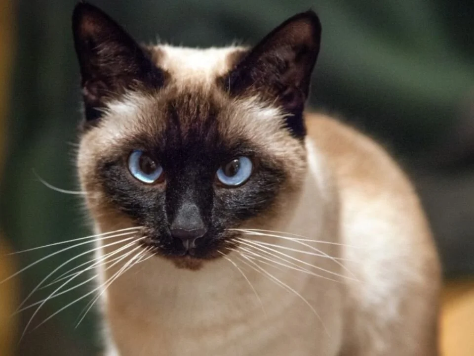 Chatroom XXX hors ligne de pollet_brown