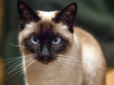 pollet_brown profile