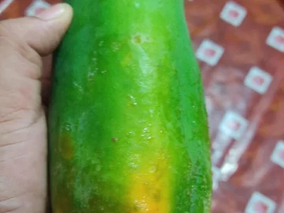 Bijaykch