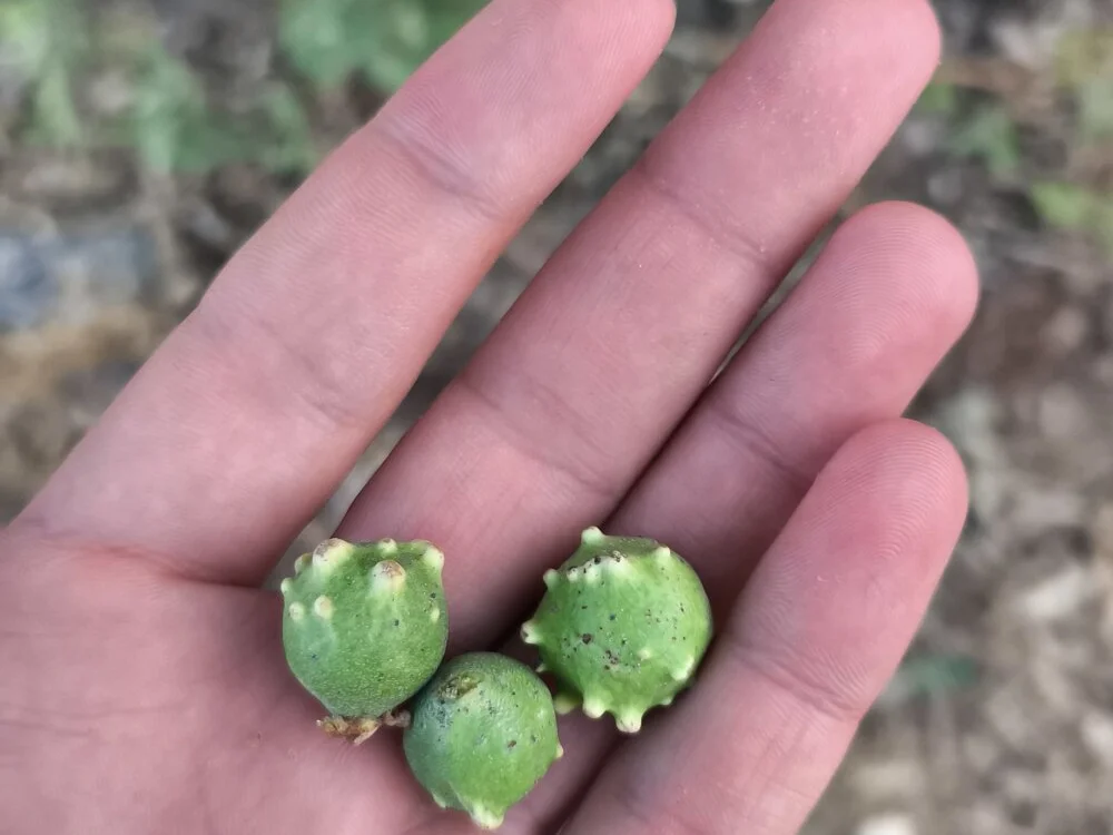 Sert_erkek21_ysm Chat XXX offline