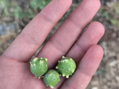 Sert_erkek21_ysm profile