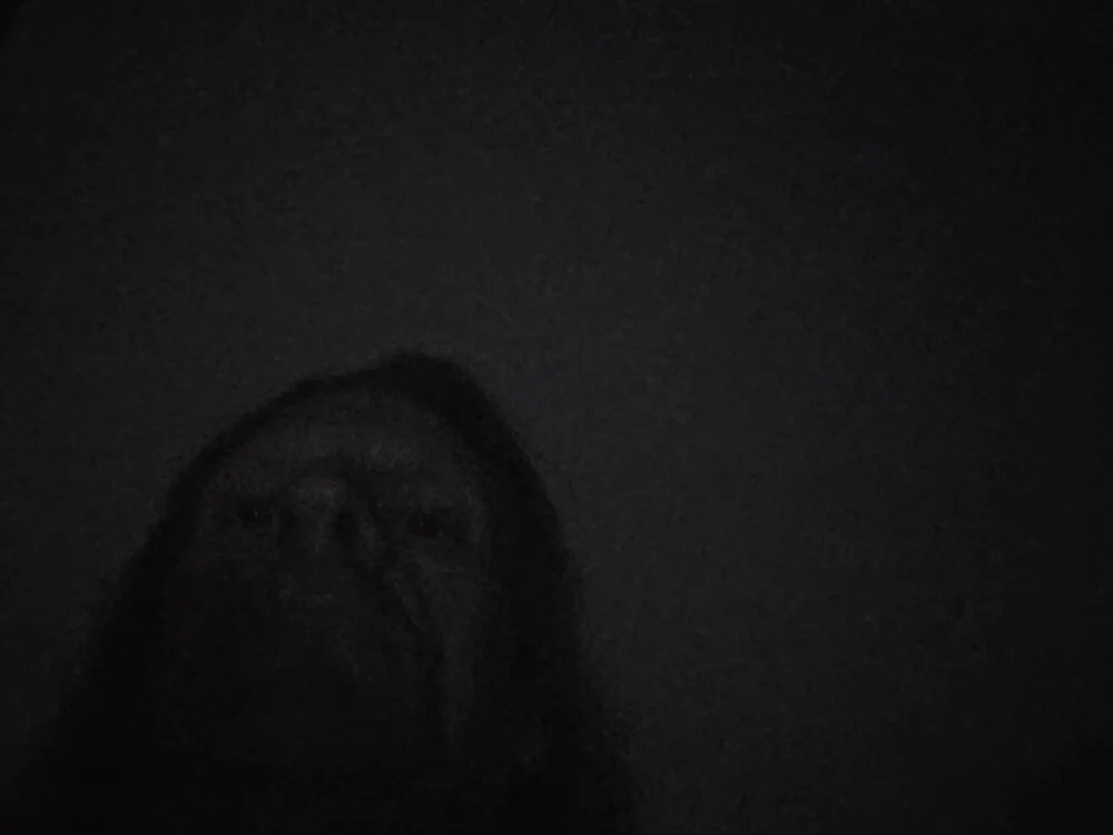 Travislovescum অফলাইন XXX চ্যাট