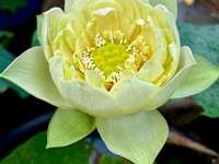 Jiju-min's webcam live show