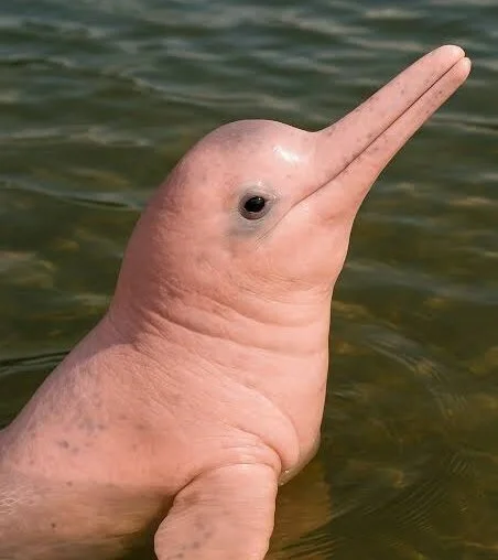 penis_rosa Offline XXX-Chat