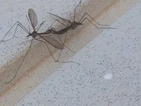 pitoco56's webcam live show