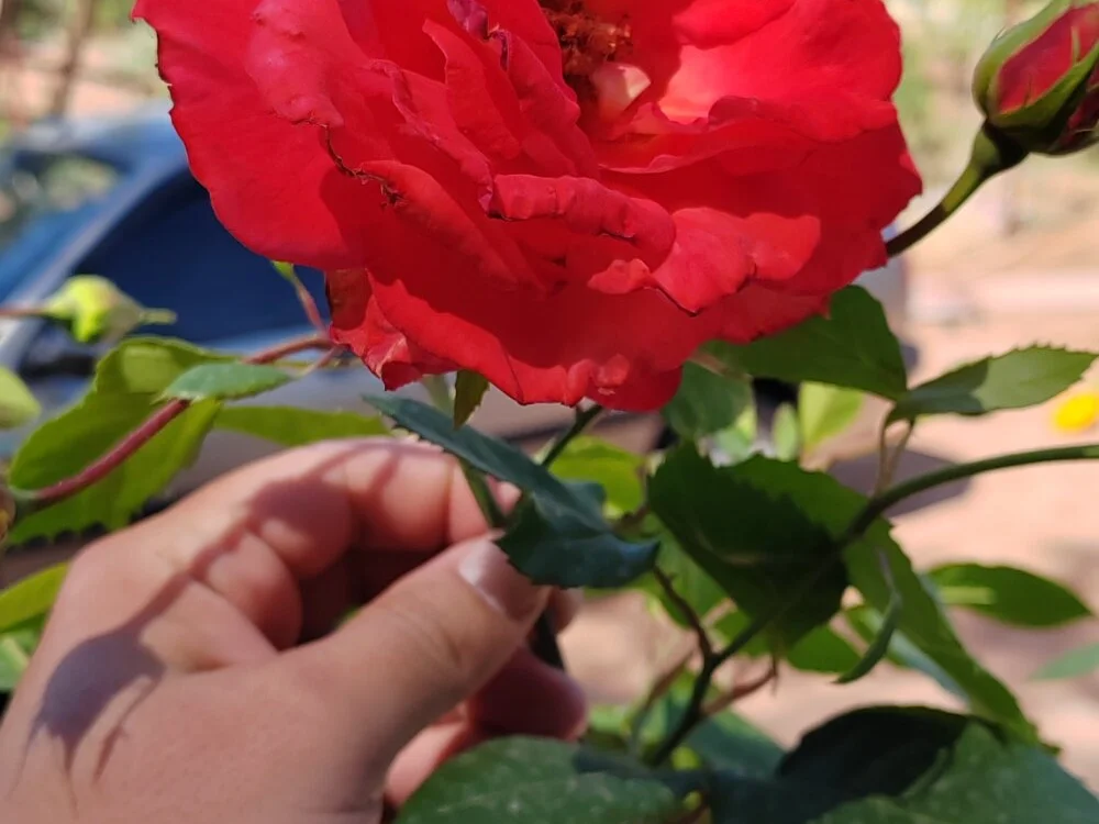 Kralpenisci3 Offline XXX-chat