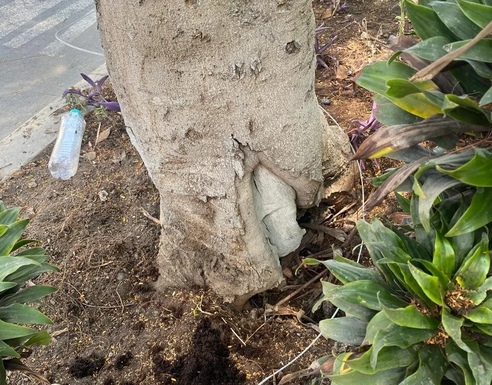 Dav2103's most recent online preview