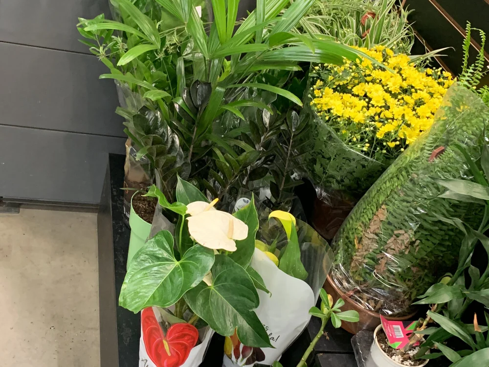 pikacaralho's most recent online preview