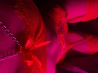 _Jessie_Wood_ Obrolan Langsung XXX