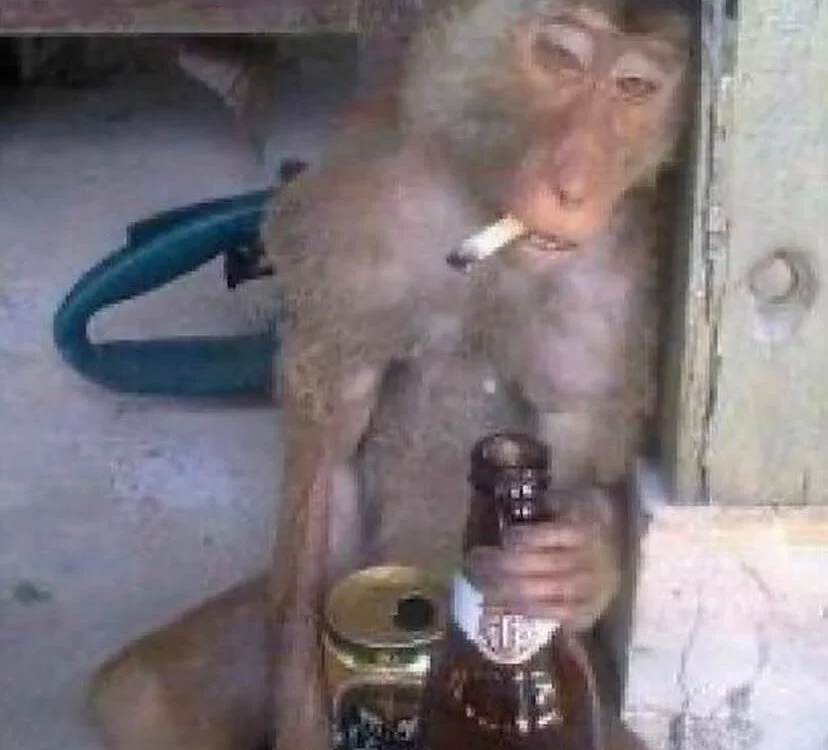 PAUBRASIL021 離線 XXX 聊天