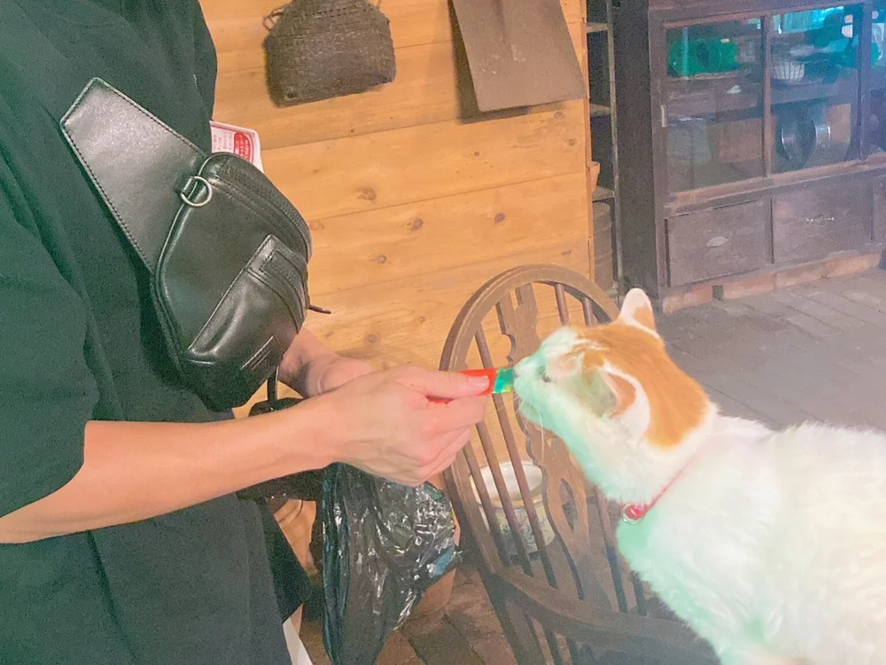 Protocol_loka's Offline XXX Chat