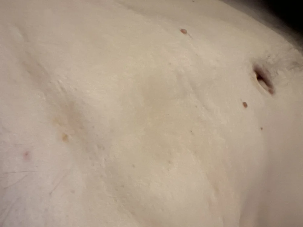 Chat XXX offline de Shybutcurious101