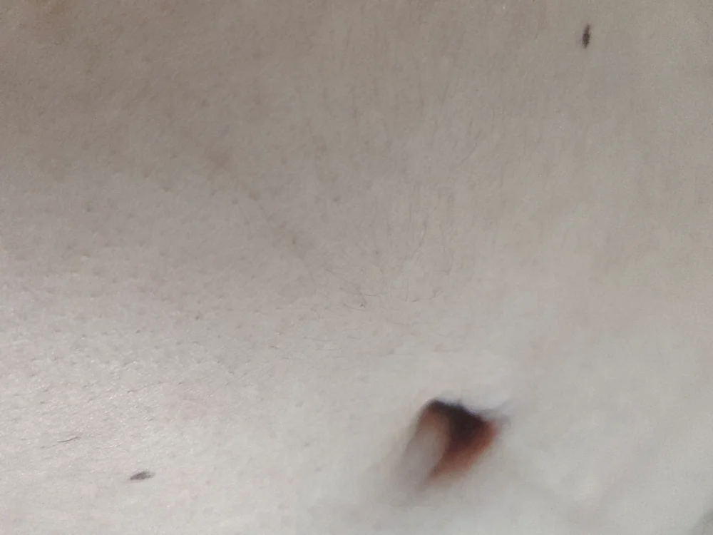 HyoidLescol 离线XXX聊天