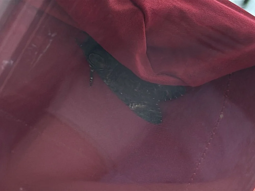 DHWBA321's Offline XXX Chat