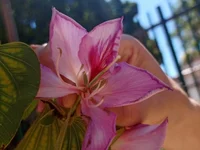 ALFAURA's webcam live show