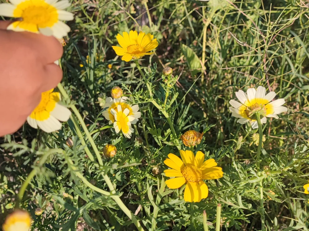 MomojojoH1's most recent online preview