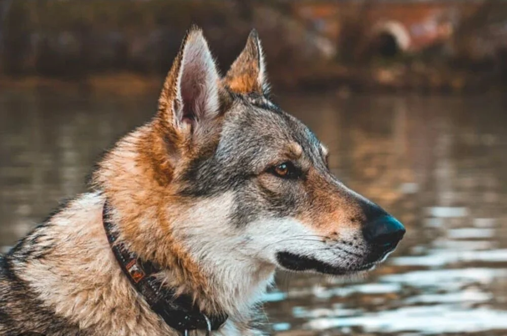 cover photo of Zzolaa