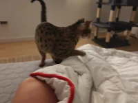 KolegaNudziarz's webcam live show