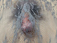 Chansom's webcam live show
