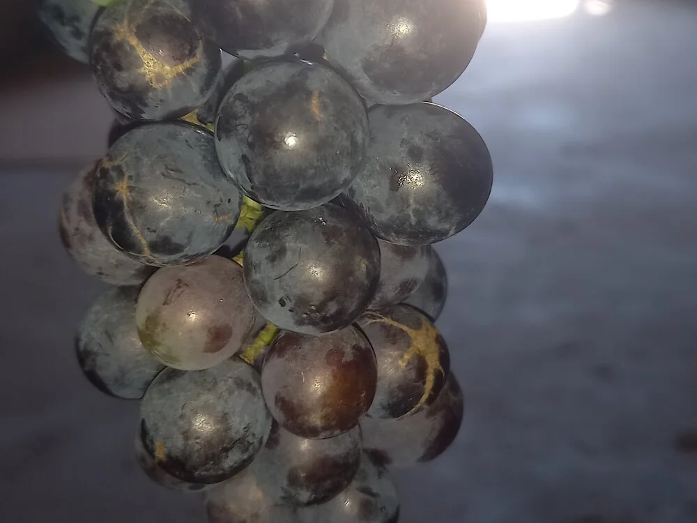 Офлайн-чат XXX Milagrehope