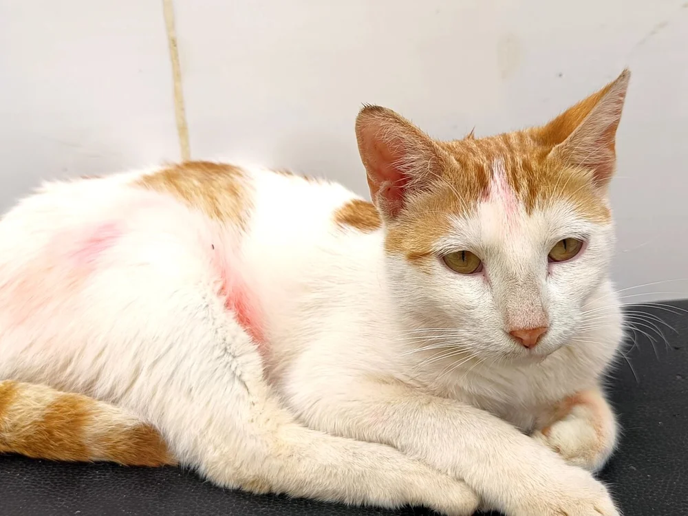 NEDJMEDINE2001's most recent online preview