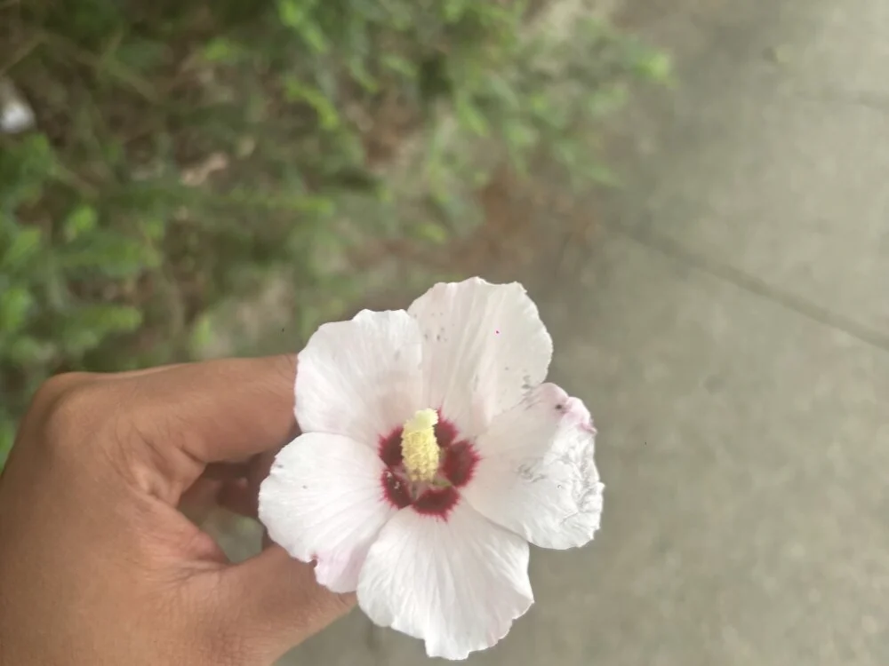 Chatroom XXX hors ligne de ebonymama23