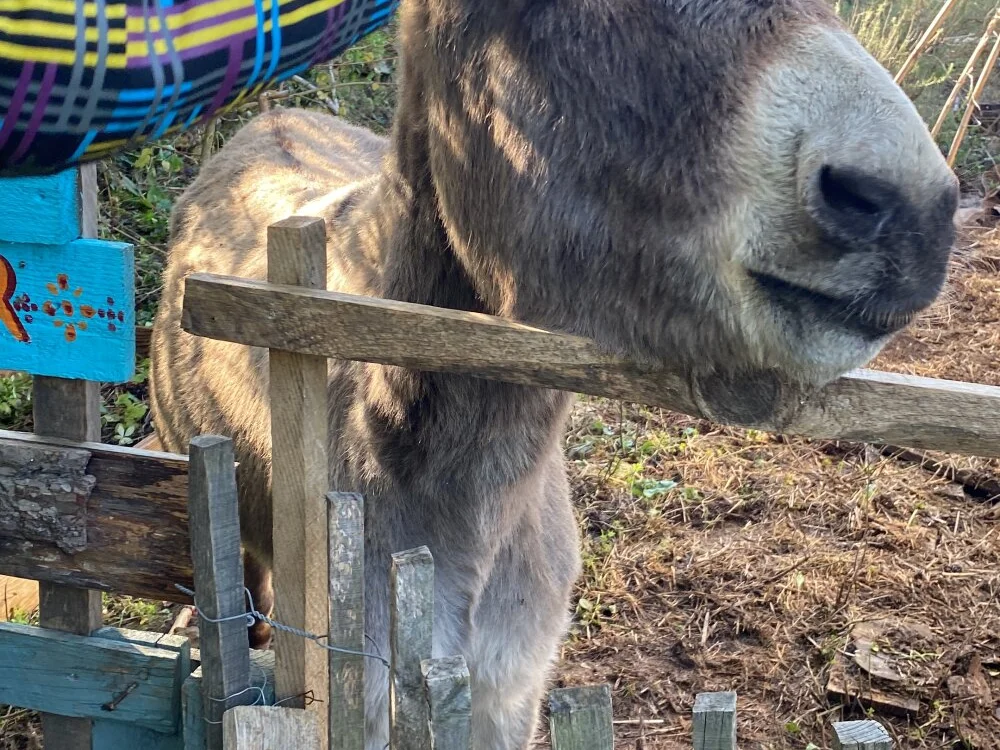 MonKeeees offline XXX-chatje