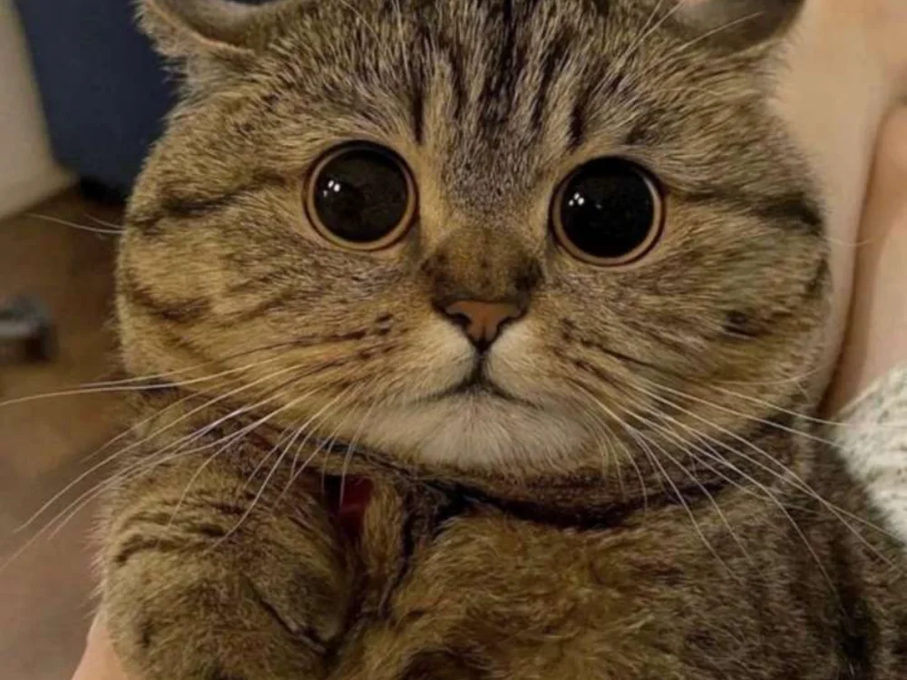 xHelloKitty's Offline XXX Chat