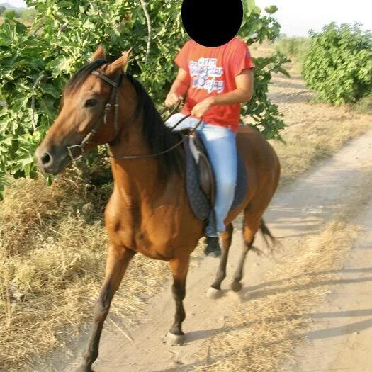 sexytorohot 오프라인 XXX 채팅