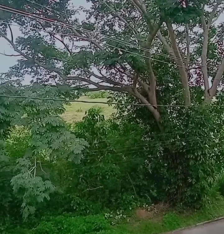 philanderer-35 Adlı Modelin Çevrimdışı XXX Sohbeti