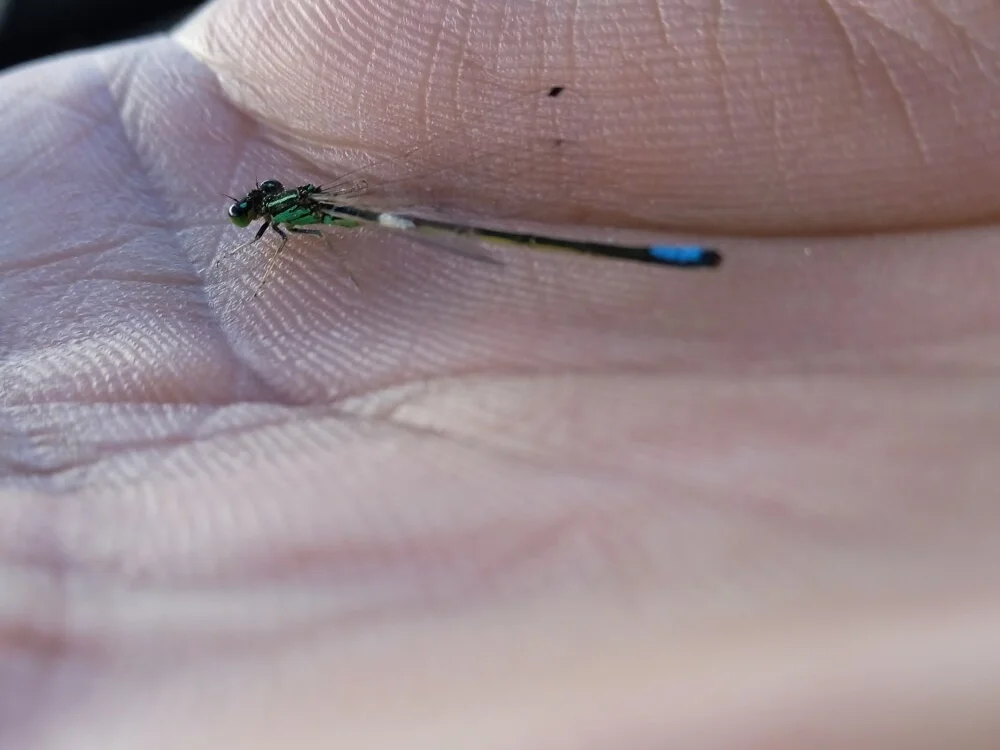 دردشة zeyahm الجنسية دون اتصال