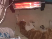 siqiciiii26's webcam live show