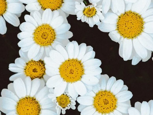 Chat +18 off-line de boys_sobolisha