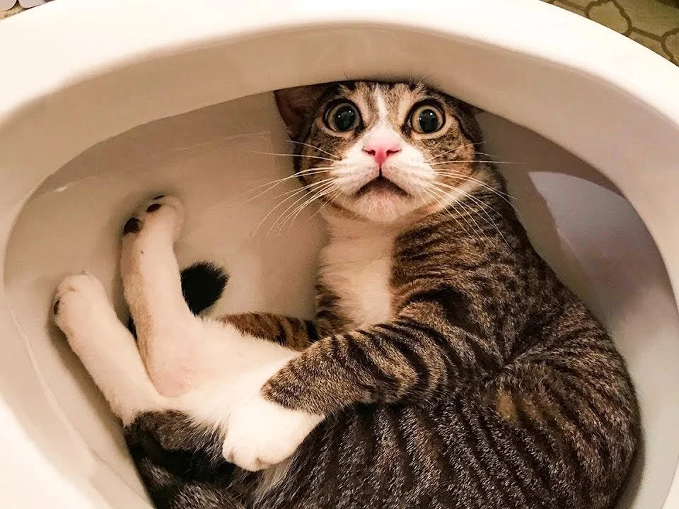 test_model123: συνομιλία ΧΧΧ εκτός σύνδεσης