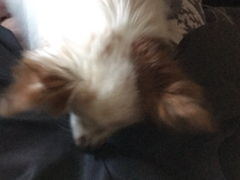 Chat XXX offline de chocolatecakee