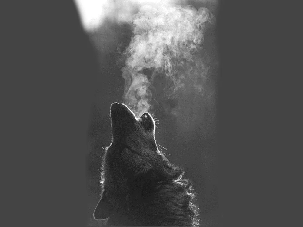 Offline chatovací místnost Casey_Wolf