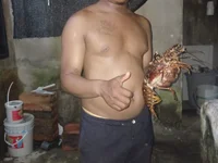 Piteradolfo16