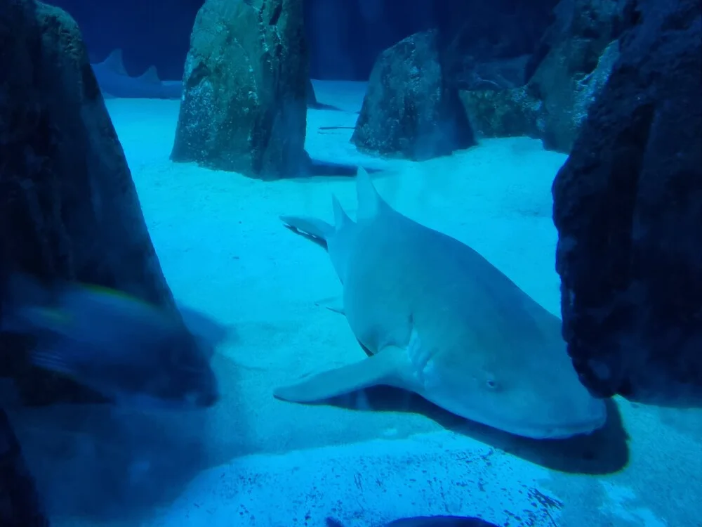 yoyoca44@xh Obrolan XXX Offline