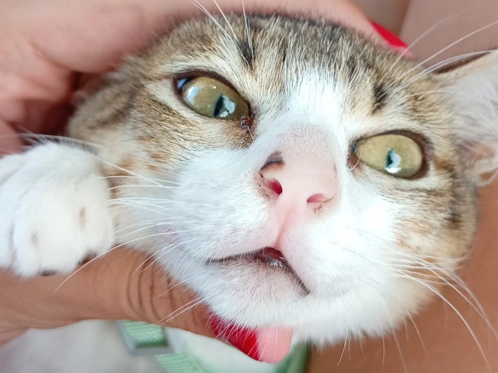 Chat +18 off-line de Rosinhadspx