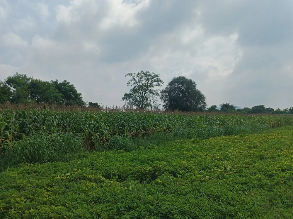 cover photo of tri78lok49_