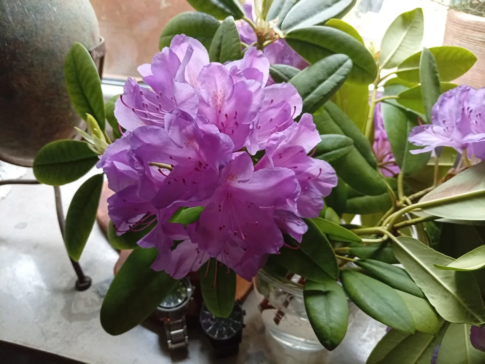 Hd3w অফলাইন চ্যাট রুম
