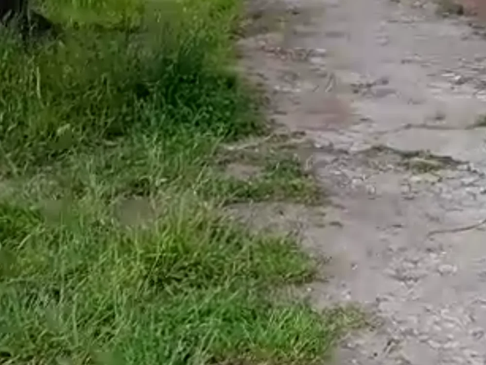 BrisaShow Chat XXX offline