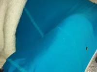 Модель dickbastienweed