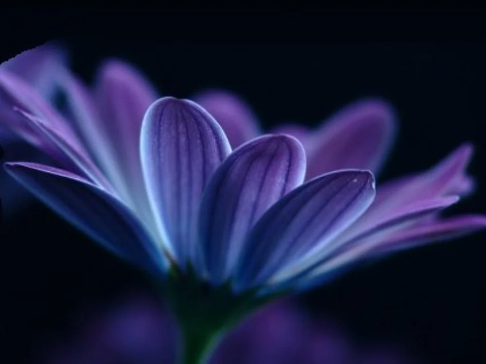 chathelina's Offline XXX Chat