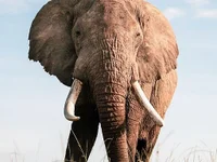 SizableCylinder's webcam live show